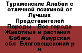 Туркменские Алабаи с отличной психикой от Лучших Представителей Породы - Все города Животные и растения » Собаки   . Амурская обл.,Благовещенский р-н